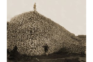Crânes de bisons